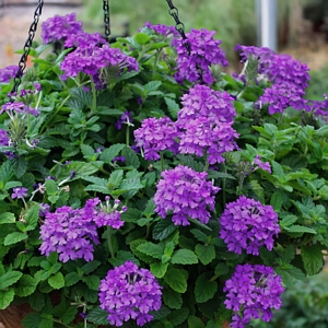 Dark Purple EndurScape Verbena